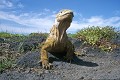 Iguane terrestre des Galapagos (Conolophus subcristatus) Ref:36885